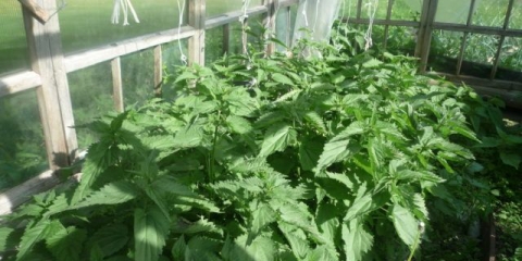 Kako se trajno riješiti koprive na stranici